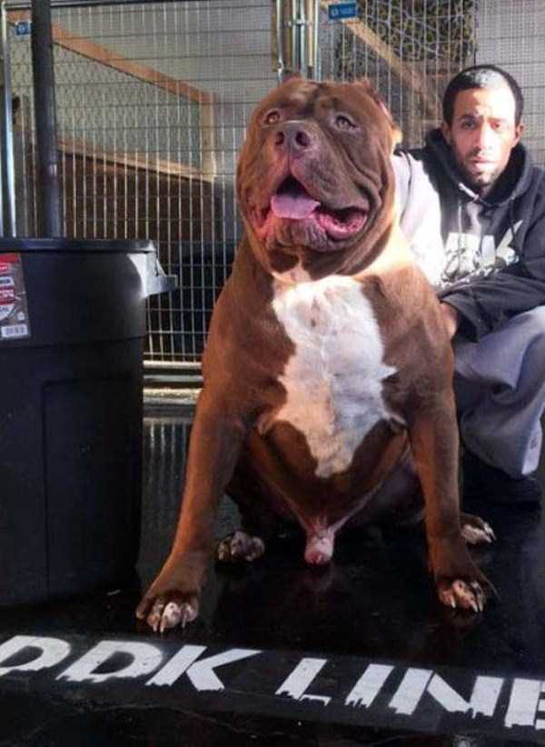 hulk is the biggest pitbull in the world 13