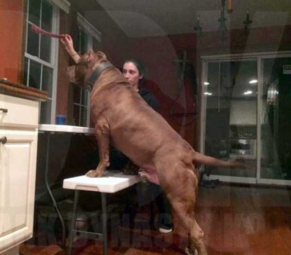 hulk is the biggest pitbull in the world 16