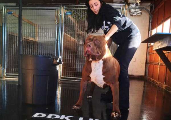hulk is the biggest pitbull in the world 17
