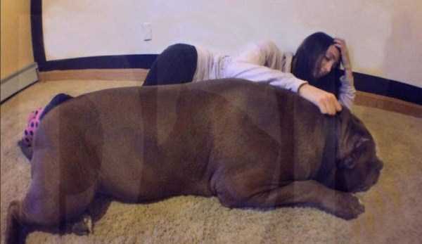 A Pit Bull of Gigantic Proportions (23 photos) 19