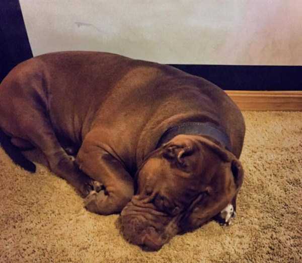 hulk is the biggest pitbull in the world 20