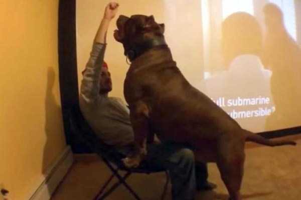 A Pit Bull of Gigantic Proportions (23 photos)