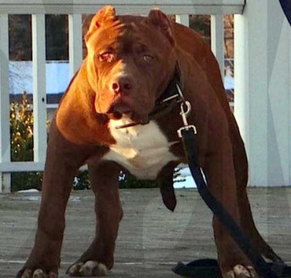 hulk is the biggest pitbull in the world 9