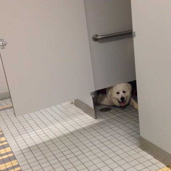 Pets Who Dont Know the Meaning of Privacy (23 photos)