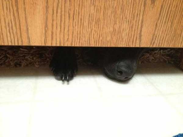 Pets Who Dont Know the Meaning of Privacy (23 photos)