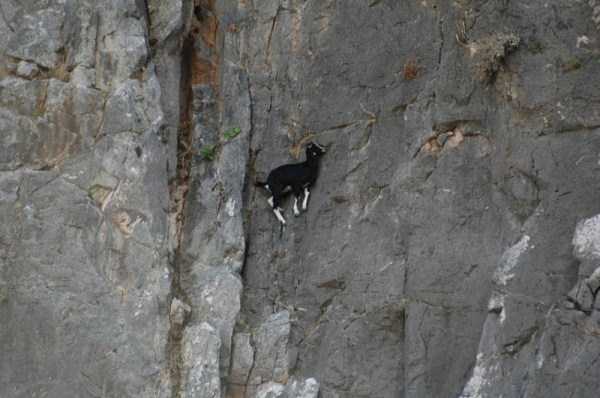 These Extraordinary Goats Are Able to Climb Almost Anywhere (25 photos)