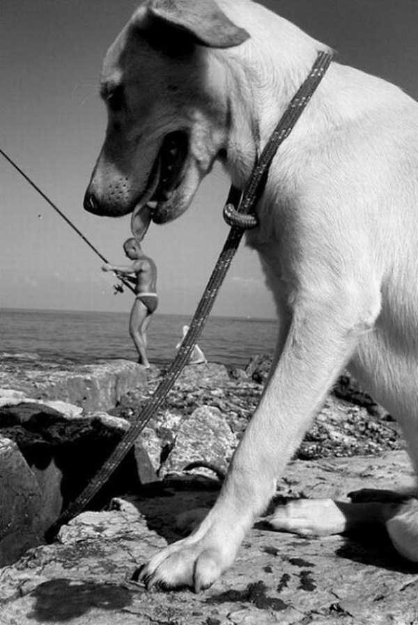 perfectly timed dog photos 16