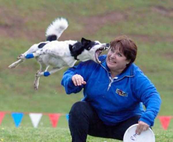 perfectly timed dog photos 30