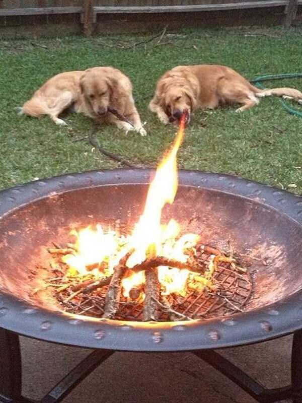 perfectly timed dog photos 5