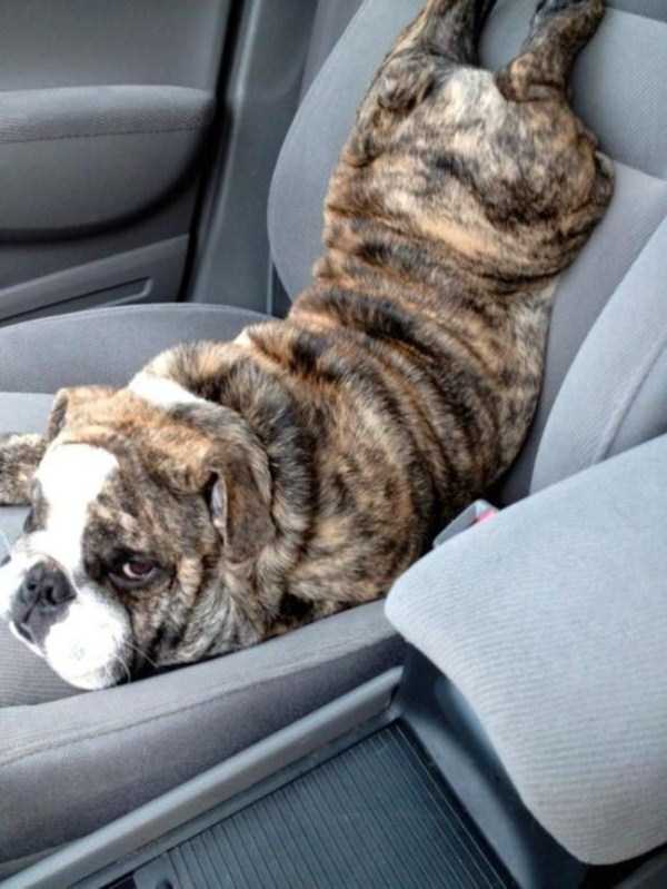 76 Photos of Dogs Doing Awkward Things (76 photos)