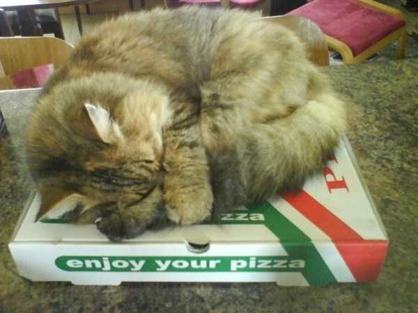 Animals Love Pizza Too (36 photos)