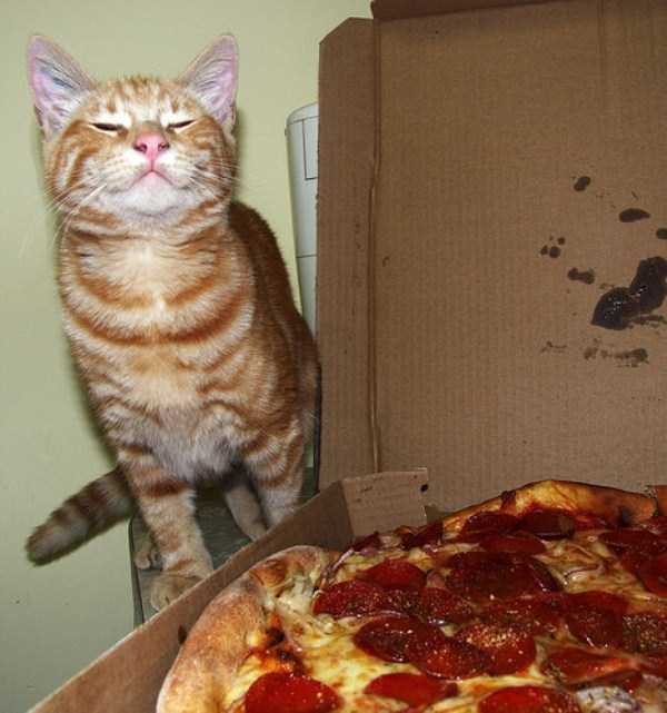 animals eating pizza 2