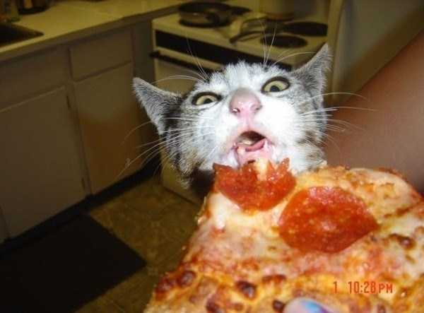 animals eating pizza 20