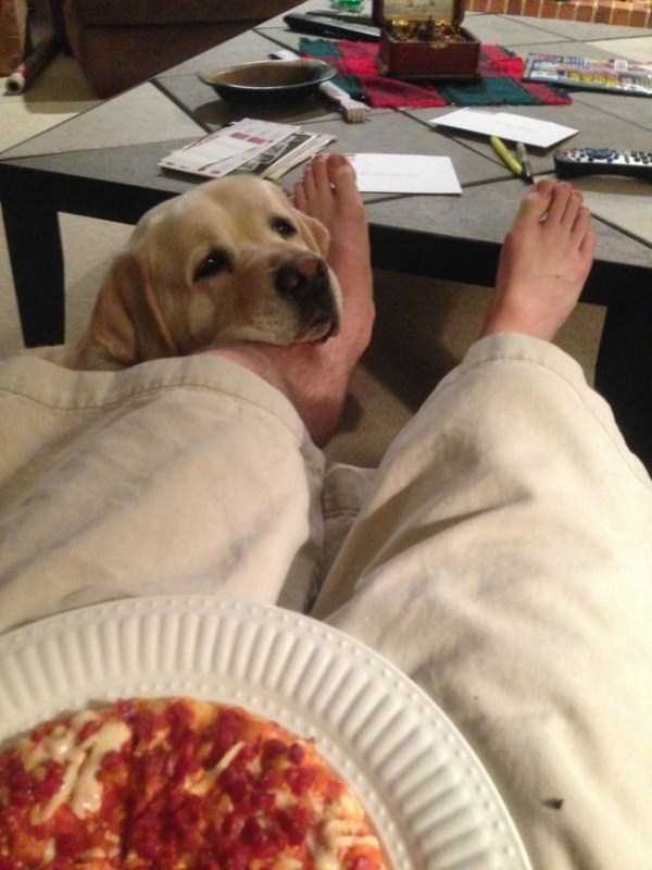 animals eating pizza 21