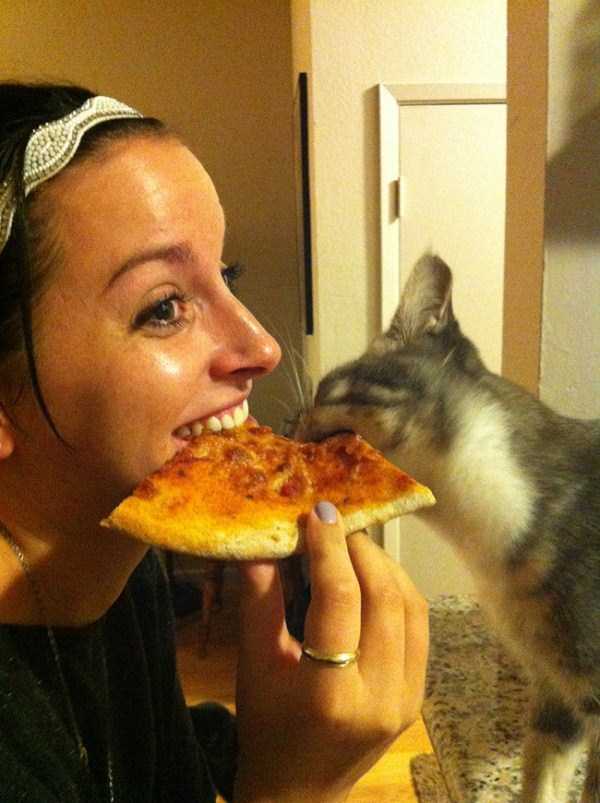 animals eating pizza 22