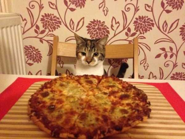 animals eating pizza 23