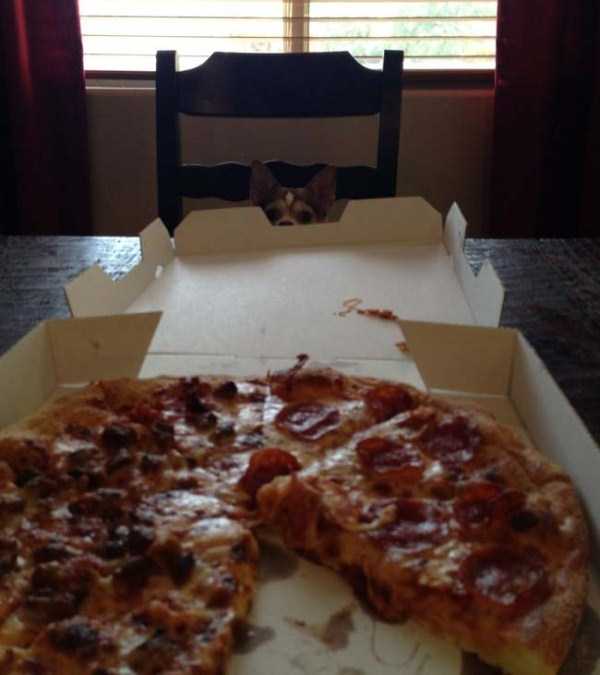 animals eating pizza 29
