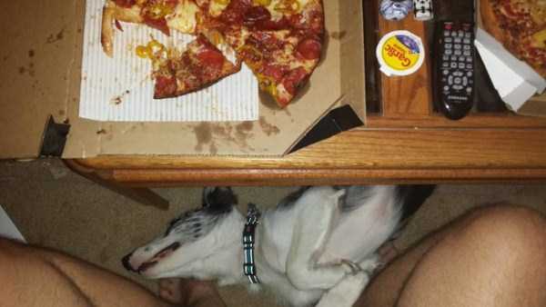 animals eating pizza 30