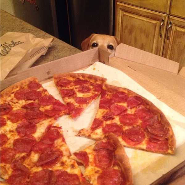 animals eating pizza 32