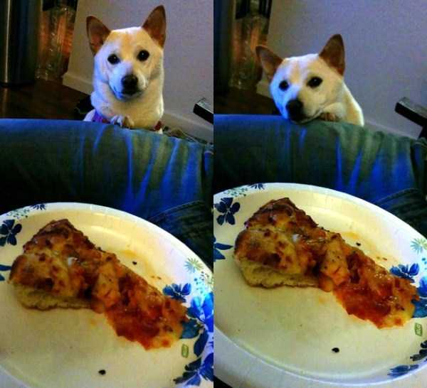 animals eating pizza 35