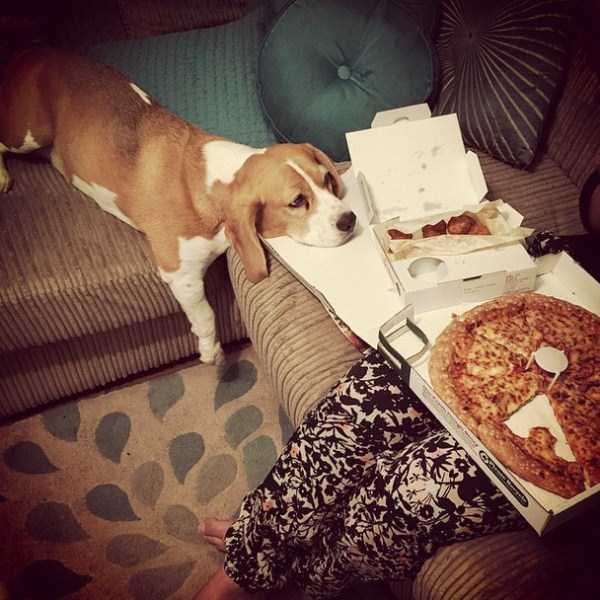 animals eating pizza 4