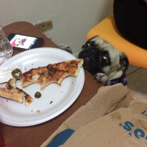 Animals Love Pizza Too | KLYKER.COM