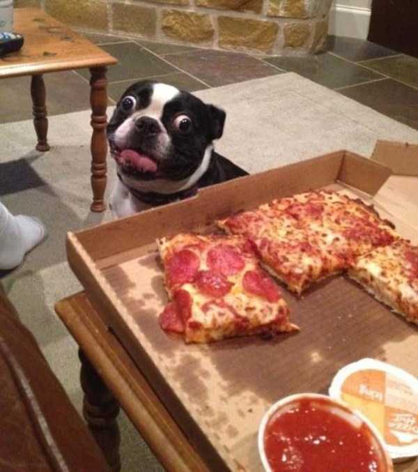 animals eating pizza 6