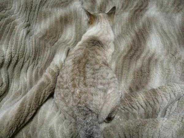 camouflaged cats 14