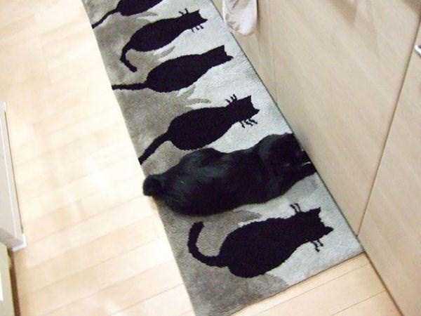 camouflaged cats 25