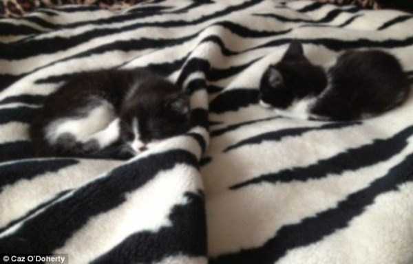 Well Camouflaged Cats (35 photos)