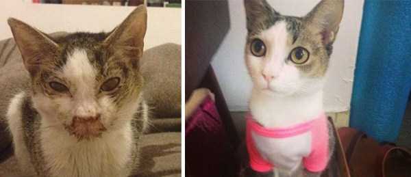 cats before and after the rescue 14