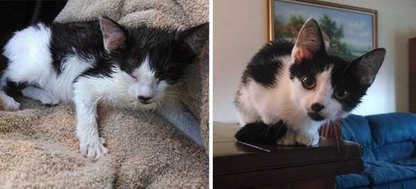 cats before and after the rescue 18
