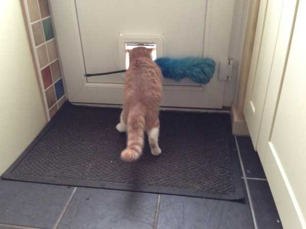 Cats Being a Little Too Curious (33 photos)