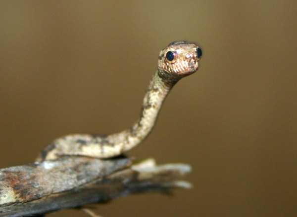Adorably Cute Snakes (32 photos)