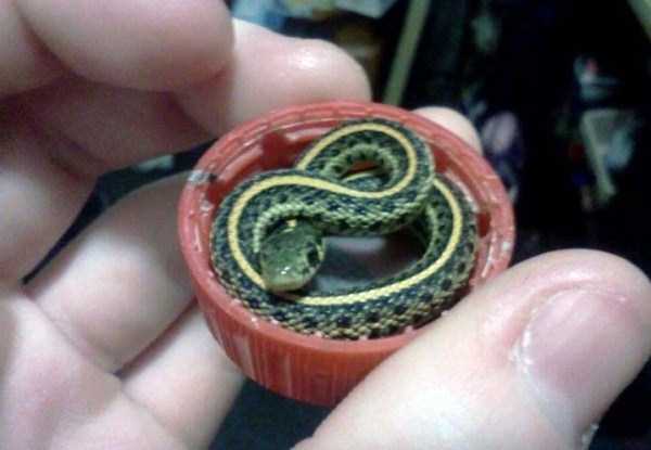 Adorably Cute Snakes (32 photos)