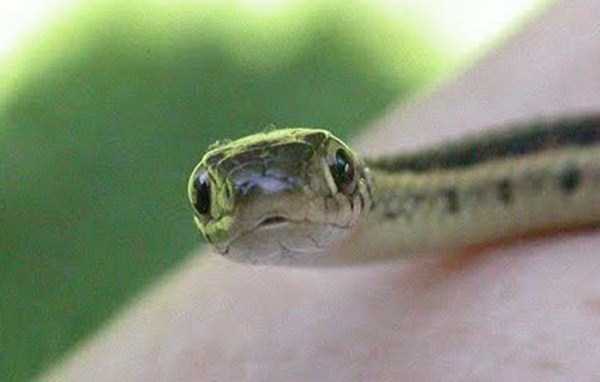 cute-snakes (2)