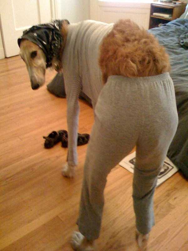 dogs wearing pijamas 13