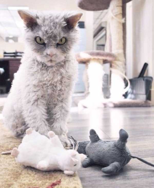 Cat That Looks Like Notorious Serial Killer (19 photos)