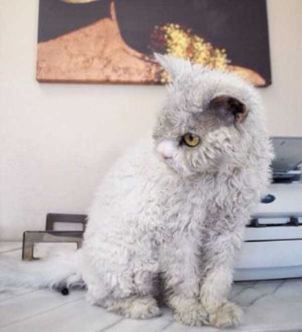 Cat That Looks Like Notorious Serial Killer (19 photos)