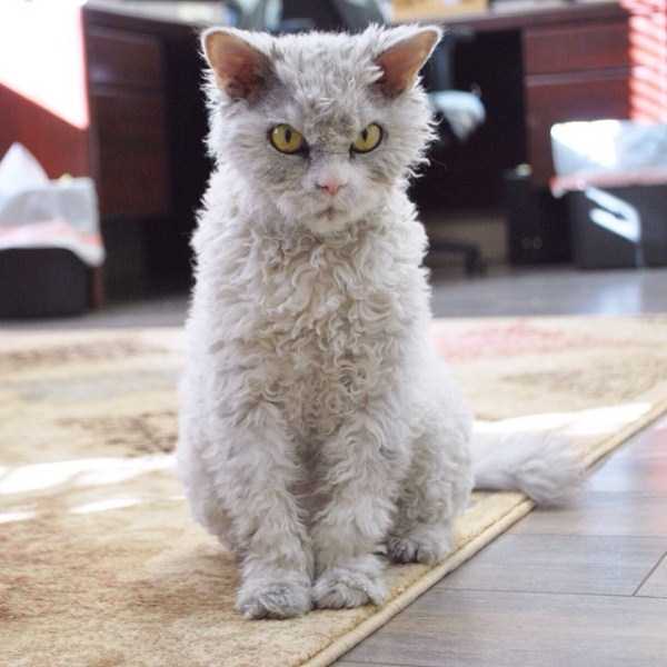 Cat That Looks Like Notorious Serial Killer (19 photos)