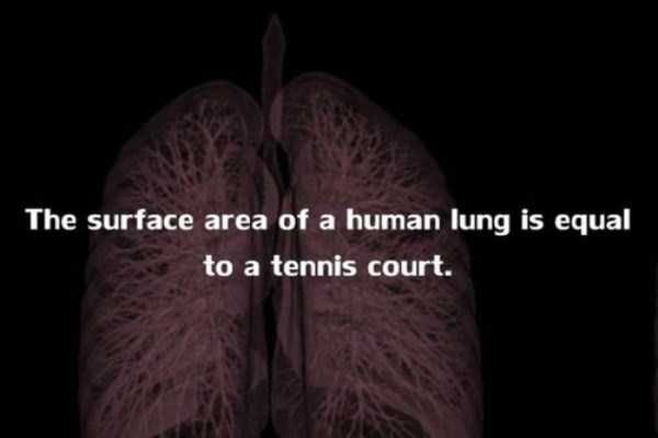 human body facts 10 20 Facts Worth Knowing About Our Bodies (20 photos)