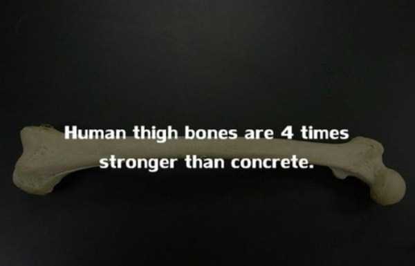 human body facts 13 20 Facts Worth Knowing About Our Bodies (20 photos)