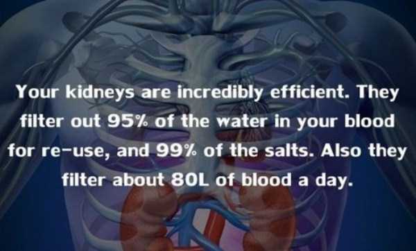 human body facts 15 20 Facts Worth Knowing About Our Bodies (20 photos)