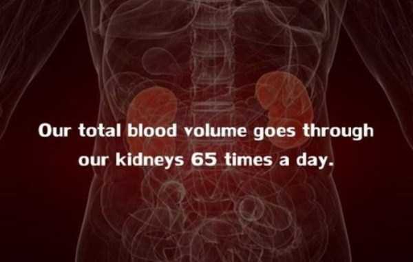 human body facts 5 20 Facts Worth Knowing About Our Bodies (20 photos)