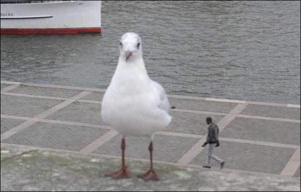 Perfectly Timed Photos (45 photos)