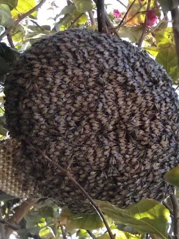 removing bee nest 5