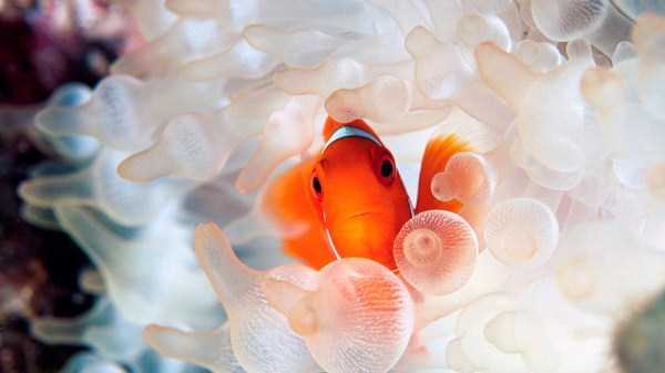 Mesmerizing Photos of Life Underwater (45 photos)