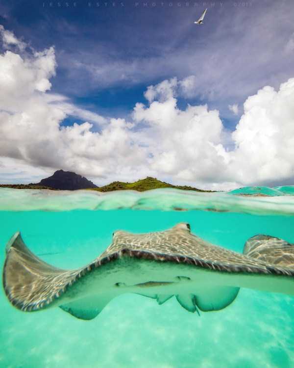 Mesmerizing Photos of Life Underwater (45 photos)