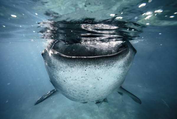 Mesmerizing Photos of Life Underwater (45 photos)