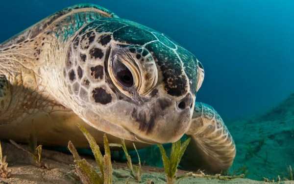 Mesmerizing Photos of Life Underwater (45 photos)